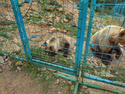 Bear Refuge
